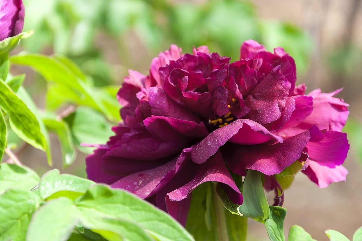 花开富贵-泉城公园9