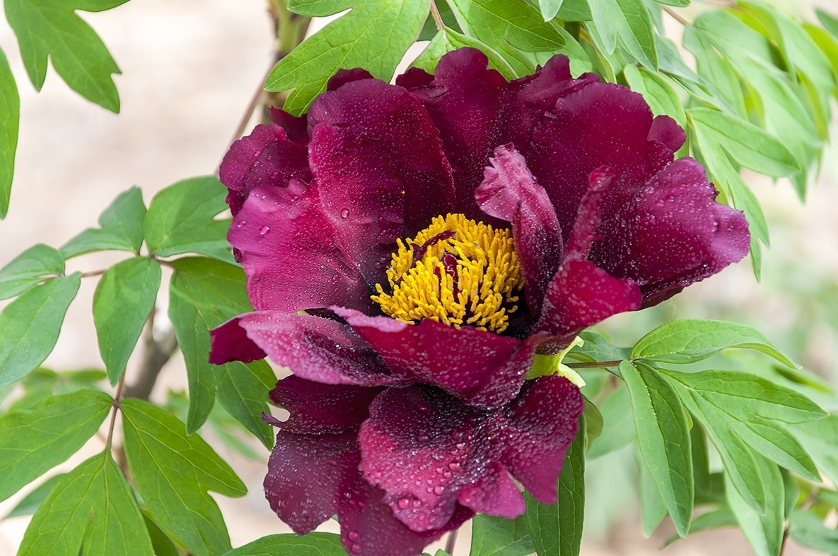 花开富贵-泉城公园9