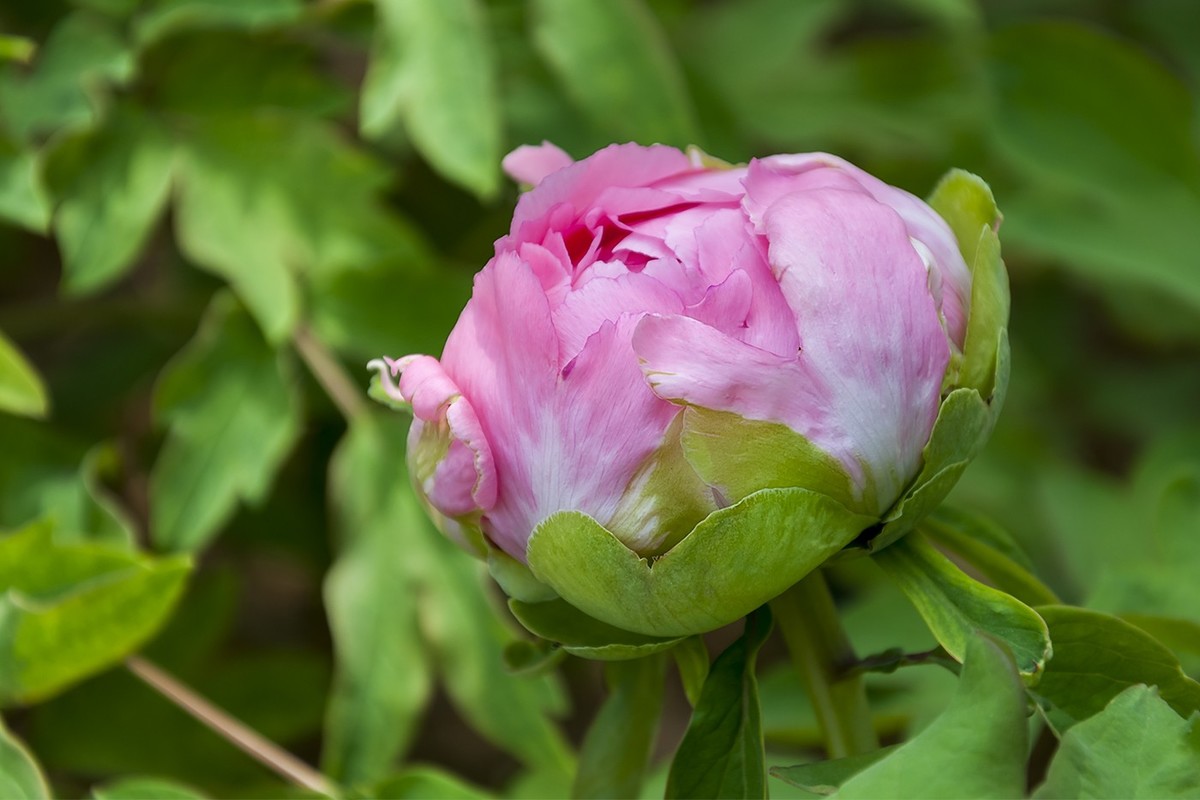 花开富贵-泉城公园9