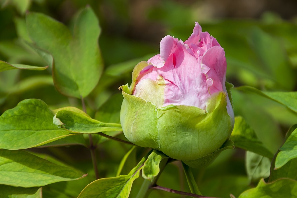 花开富贵-泉城公园9