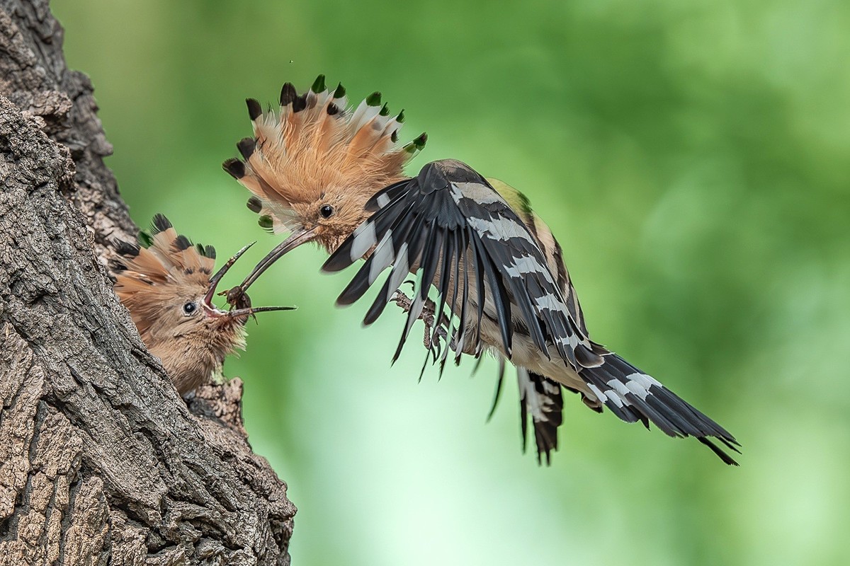弯钩探穴虫千缕，曲颈归巢月一轮。