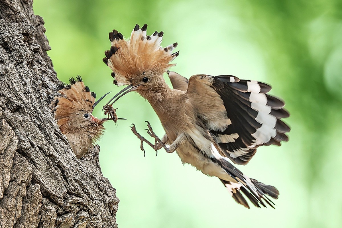 弯钩探穴虫千缕，曲颈归巢月一轮。