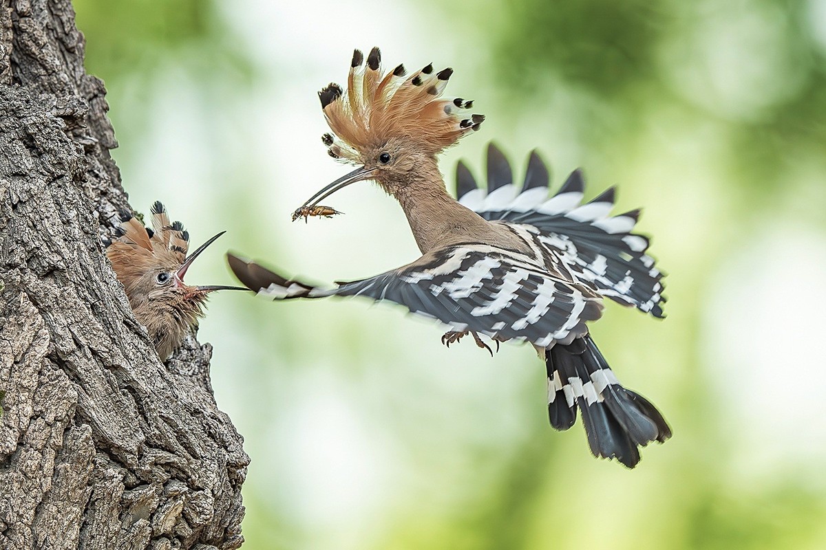 弯钩探穴虫千缕，曲颈归巢月一轮。