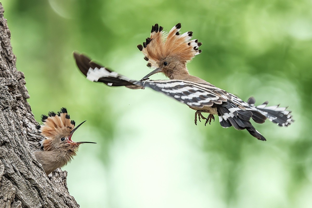 弯钩探穴虫千缕，曲颈归巢月一轮。