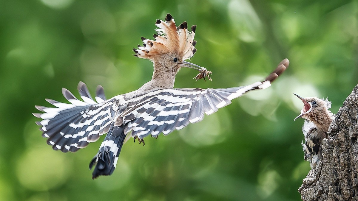 弯钩探穴虫千缕，曲颈归巢月一轮。