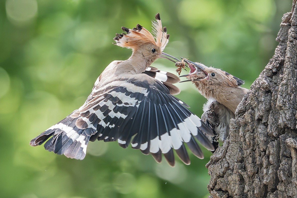 弯钩探穴虫千缕，曲颈归巢月一轮。
