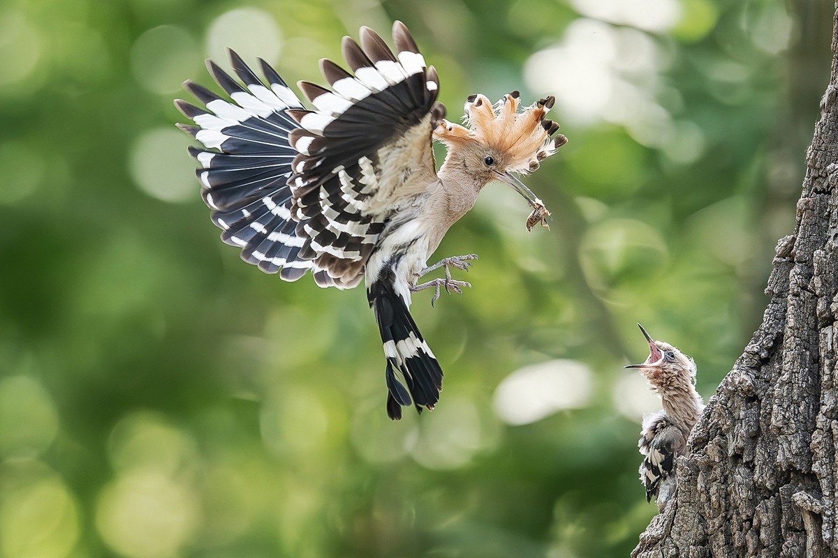 弯钩探穴虫千缕，曲颈归巢月一轮。