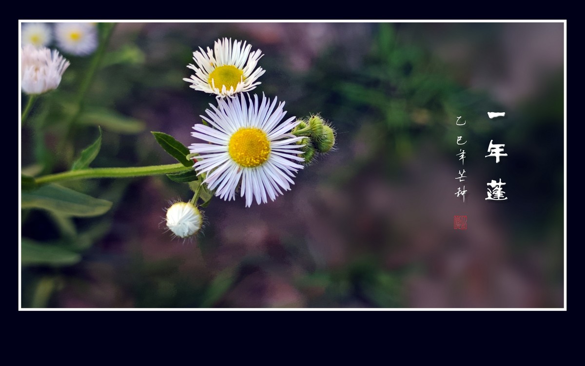 犹如银发盘头的一年蓬花