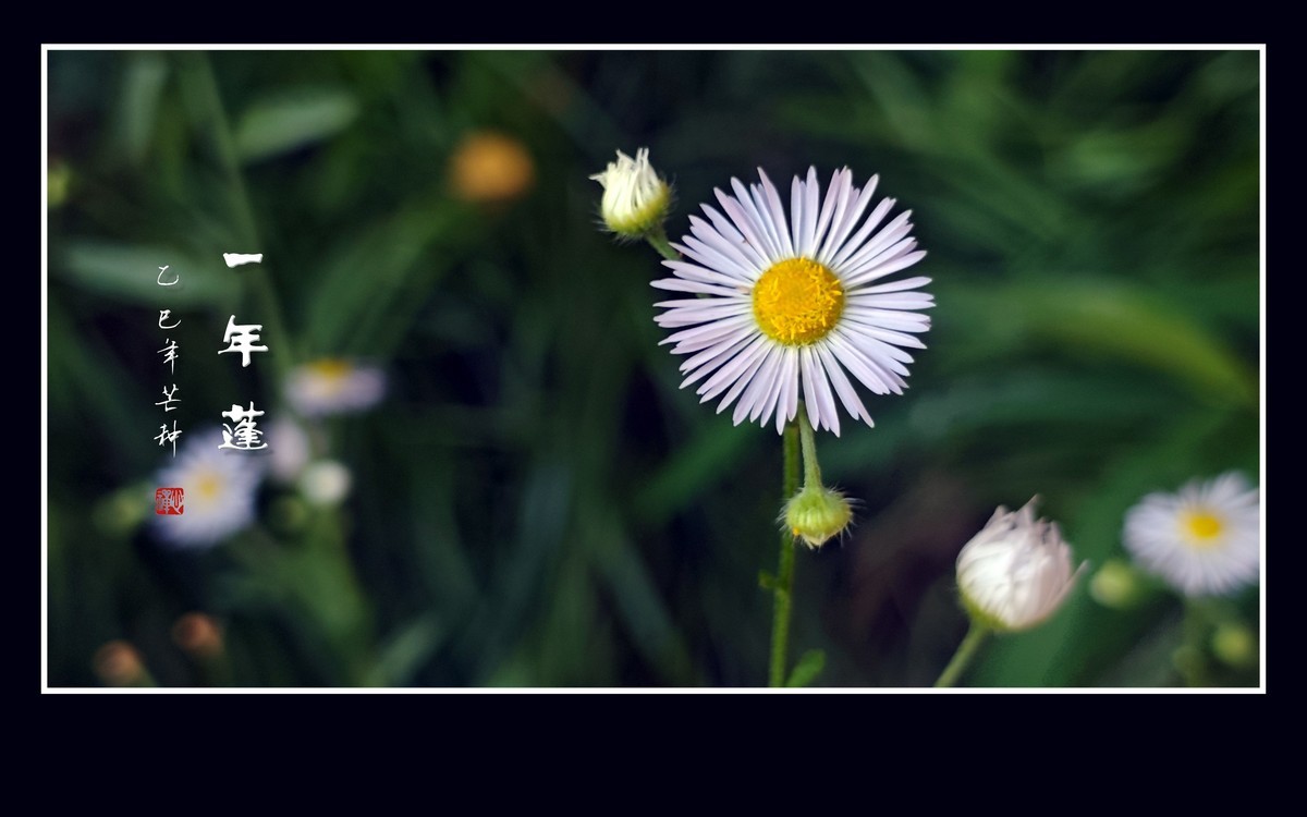 犹如银发盘头的一年蓬花