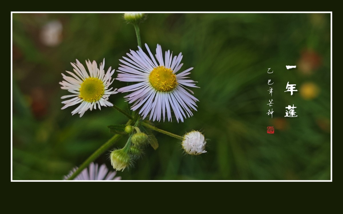 犹如银发盘头的一年蓬花