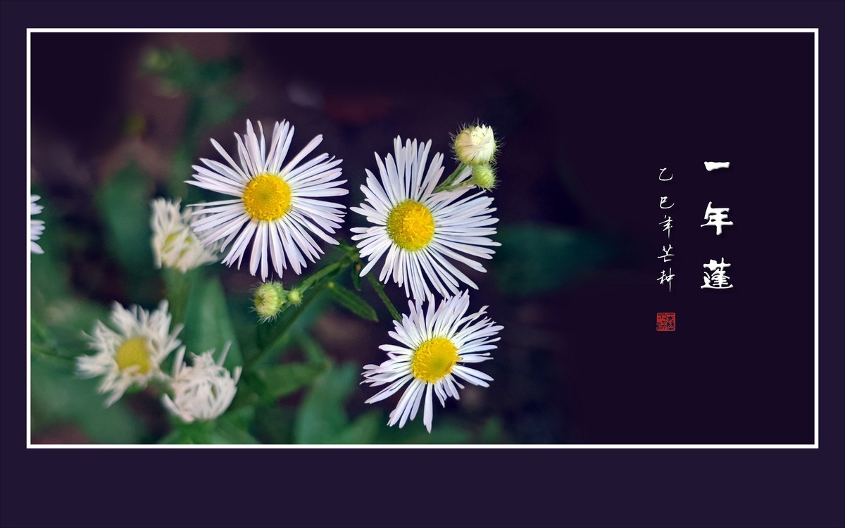 犹如银发盘头的一年蓬花