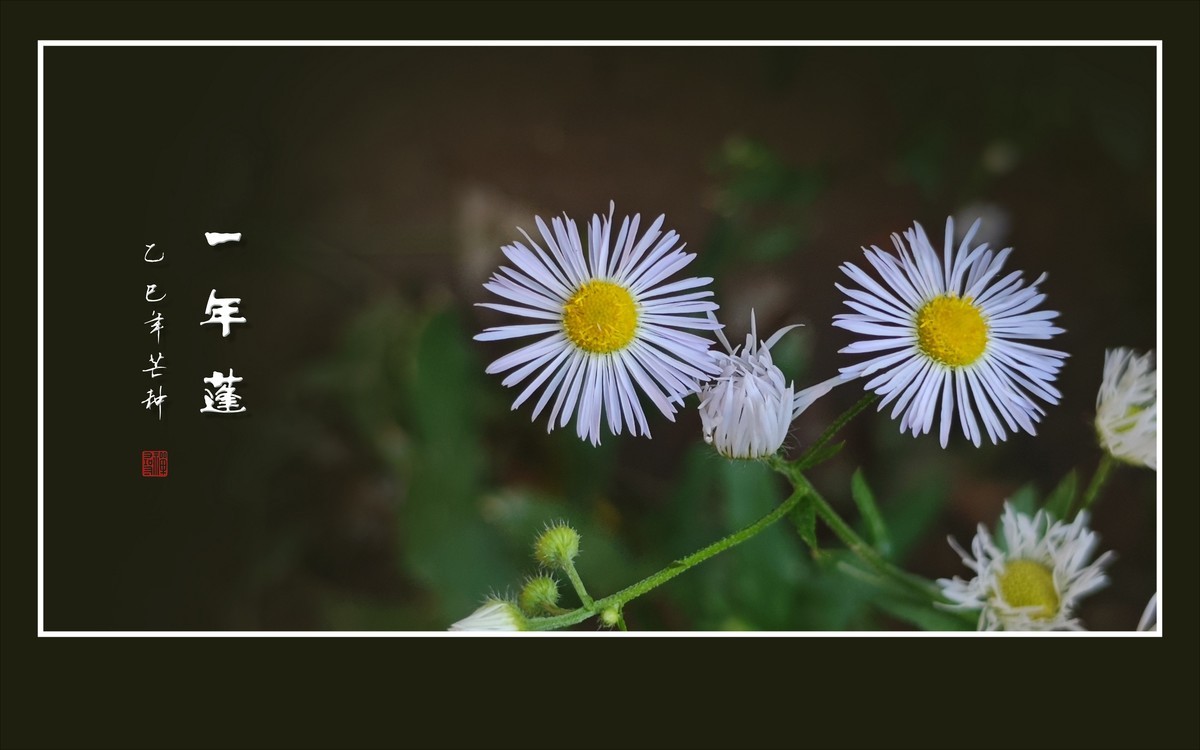 犹如银发盘头的一年蓬花