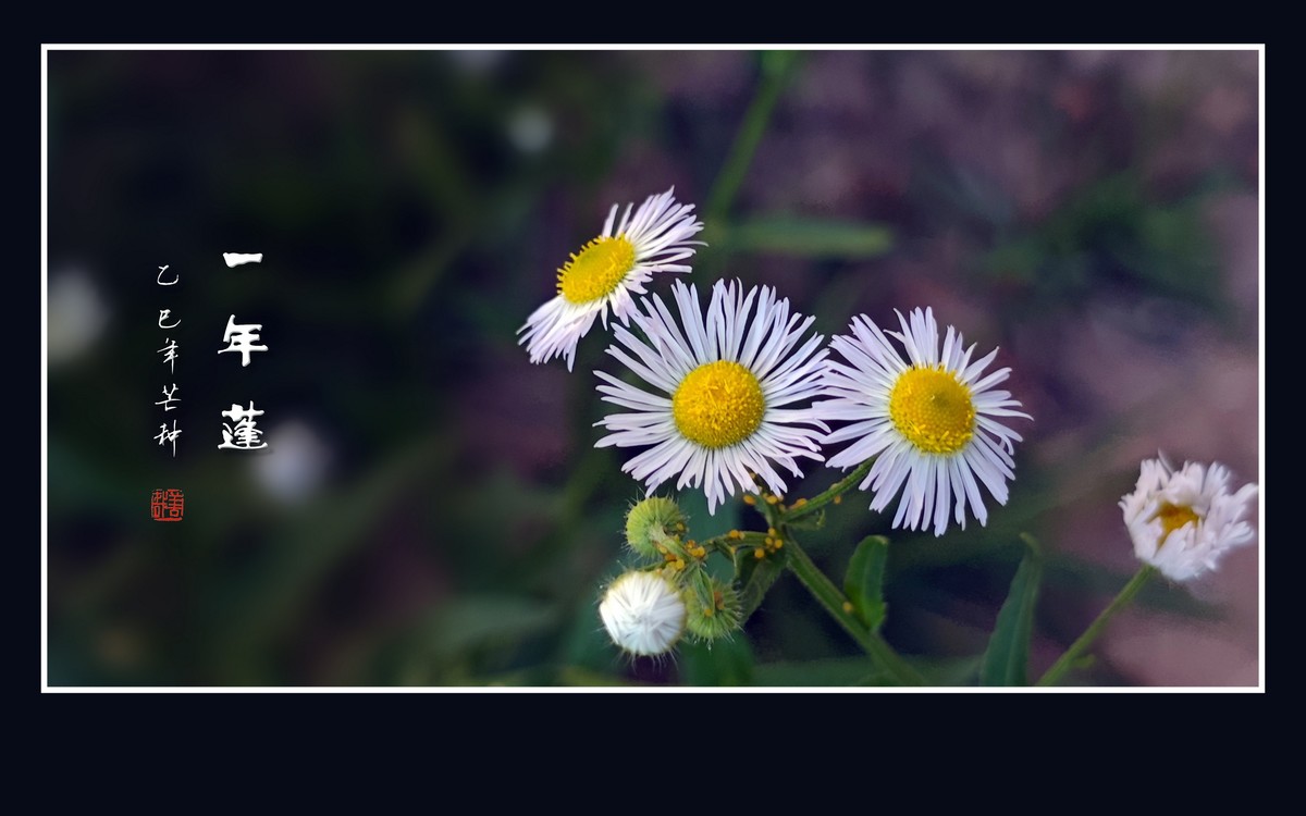 犹如银发盘头的一年蓬花