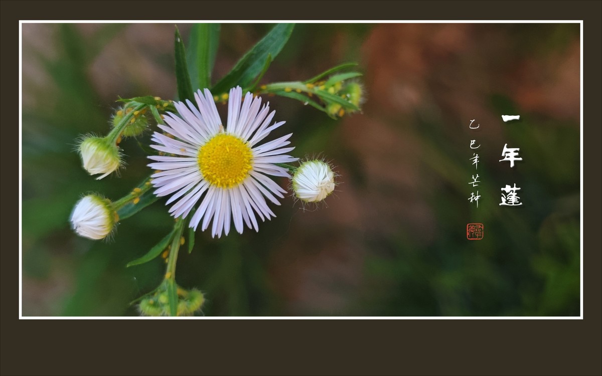 犹如银发盘头的一年蓬花