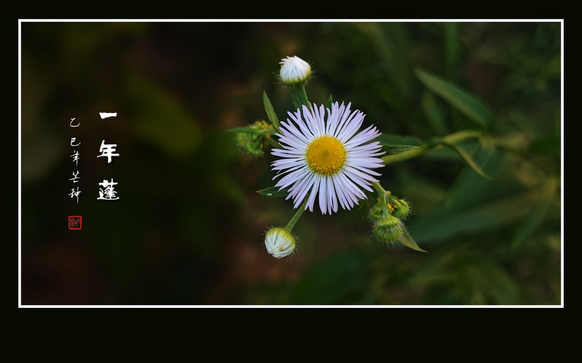 犹如银发盘头的一年蓬花