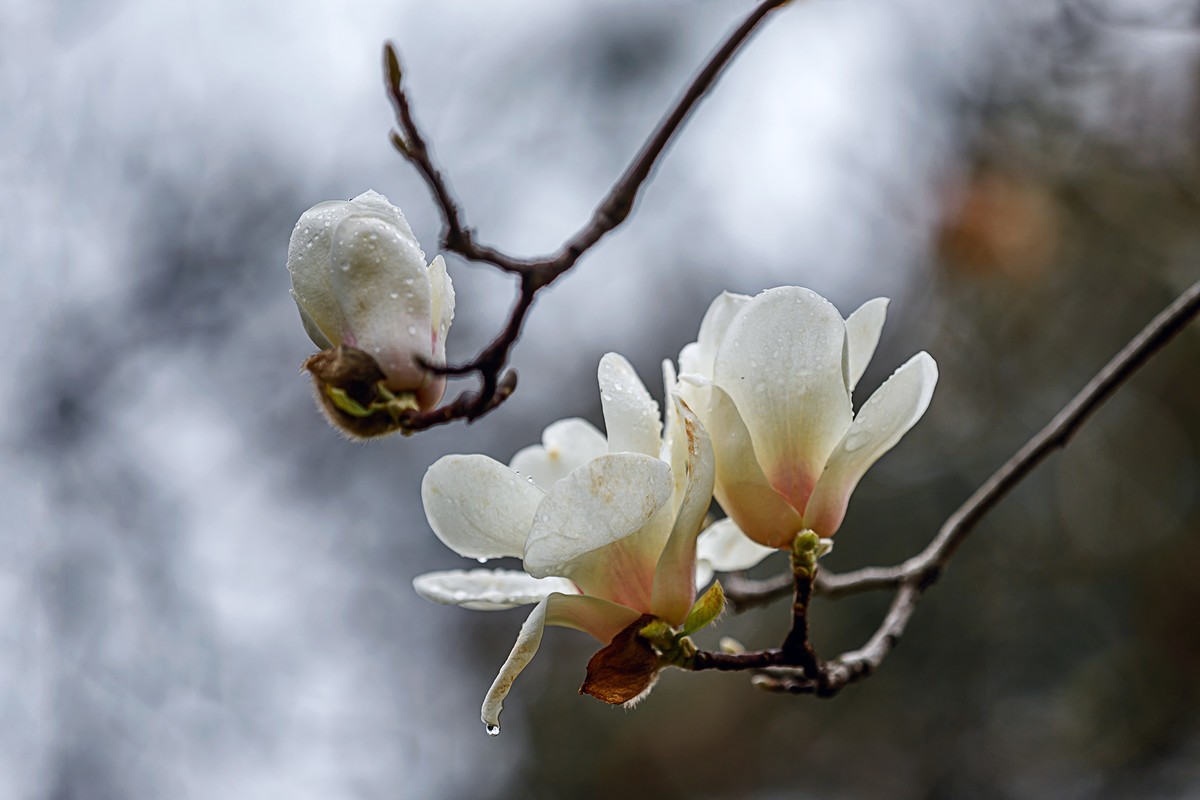 2022花城看花17白玉兰