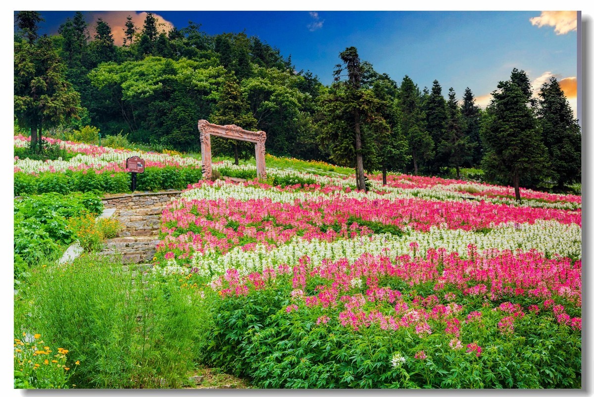 巴东野三关森林花海