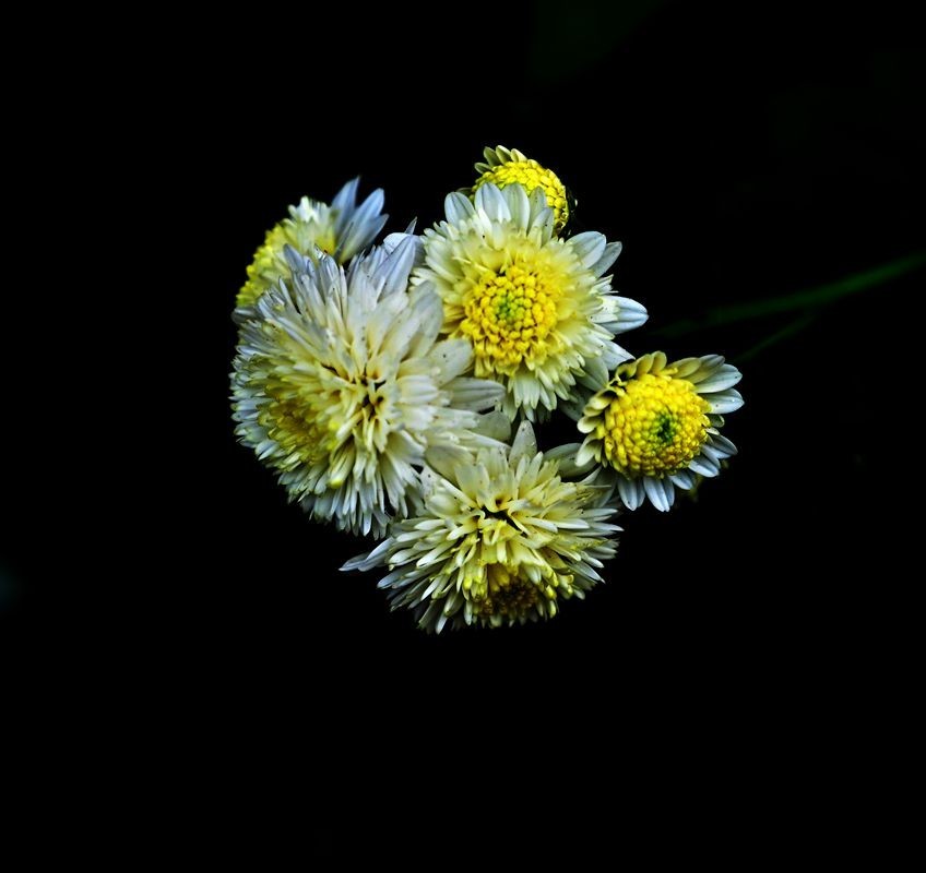 { 农 村 院 垻 边 的 菊 花 } {5}