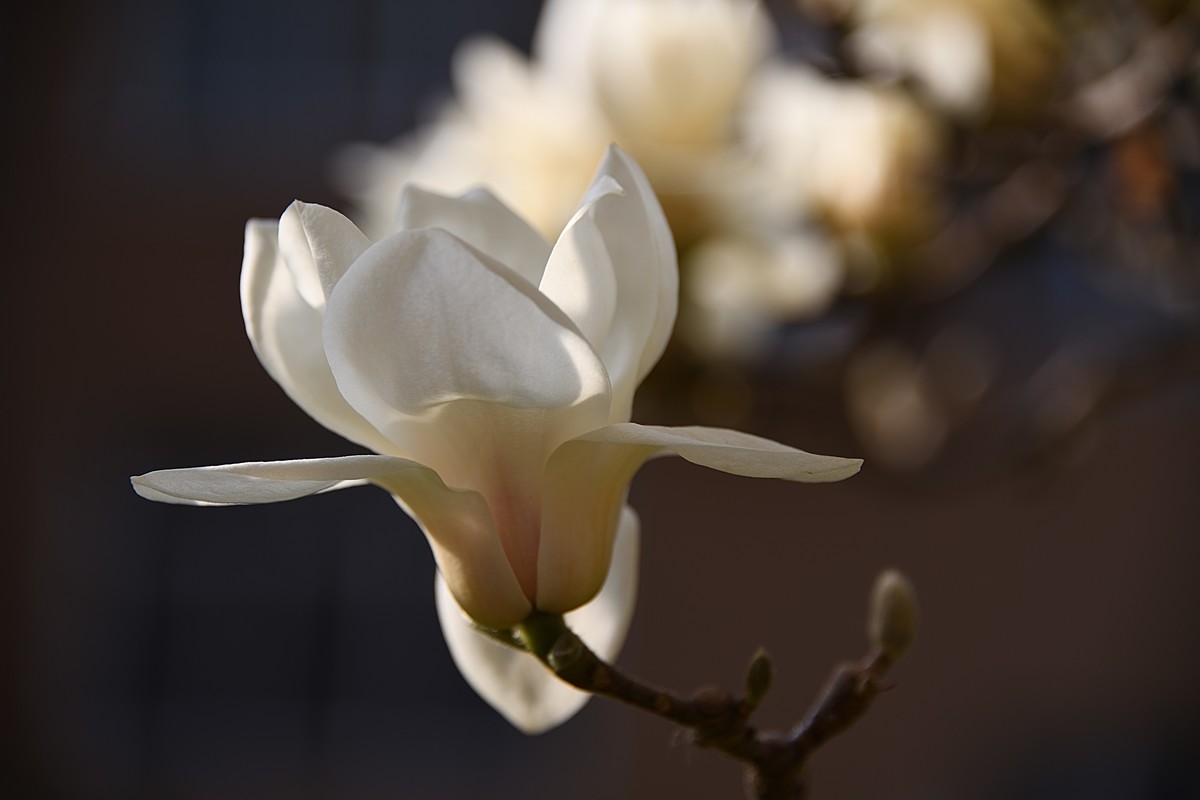 2023玉兰花（14）