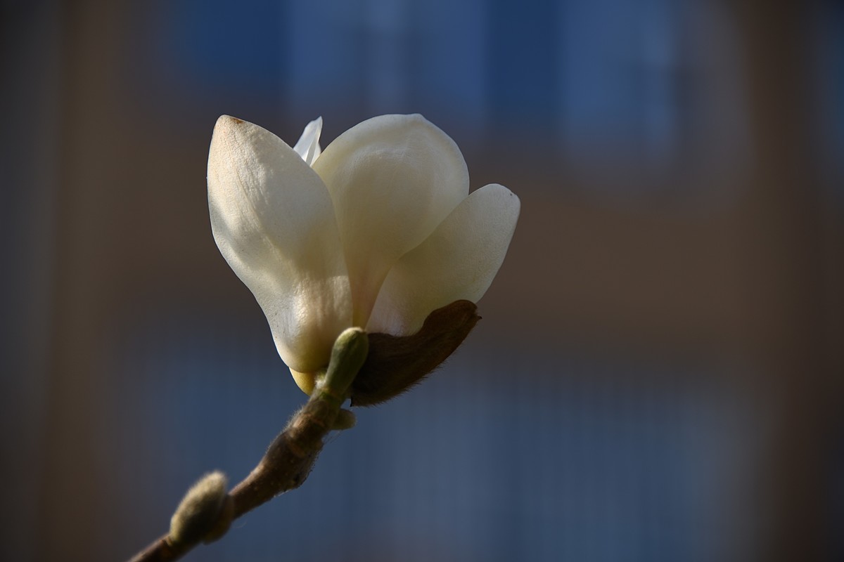 2023玉兰花（14）