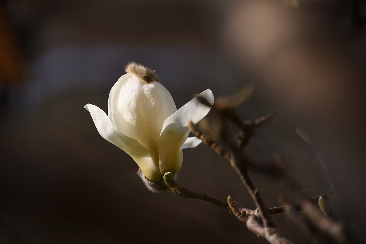 2023玉兰花（14）