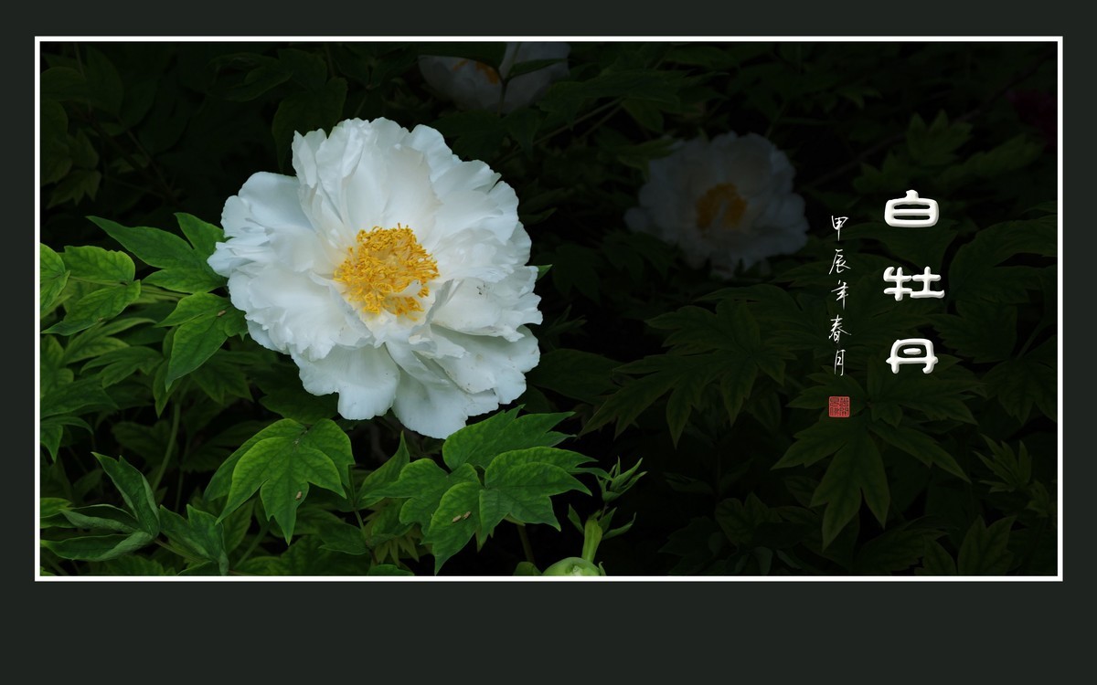 纯如霜雪的白牡丹