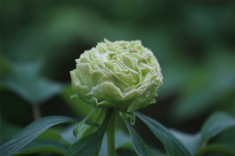 洛阳王城公园牡丹盛开喜迎中外嘉宾