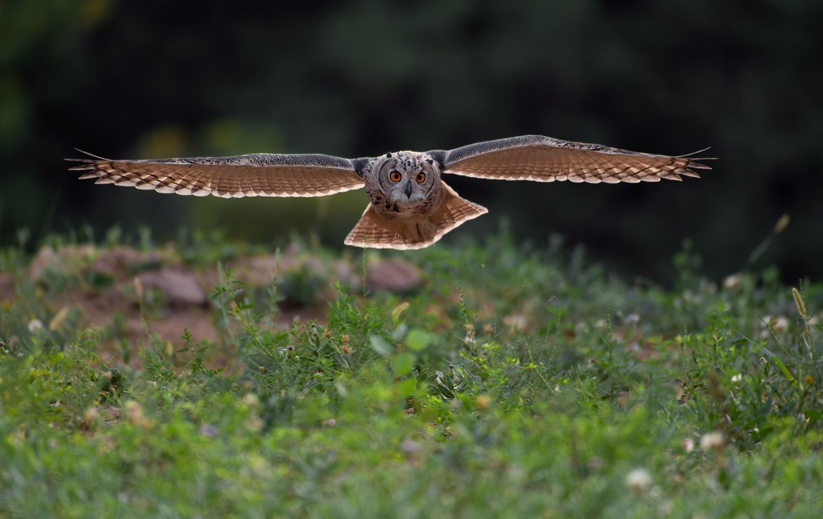 大猫头鹰---雕鸮