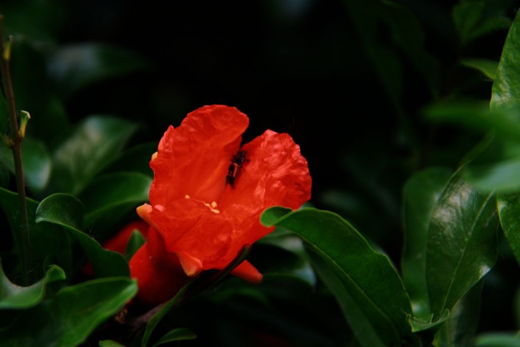 石榴花