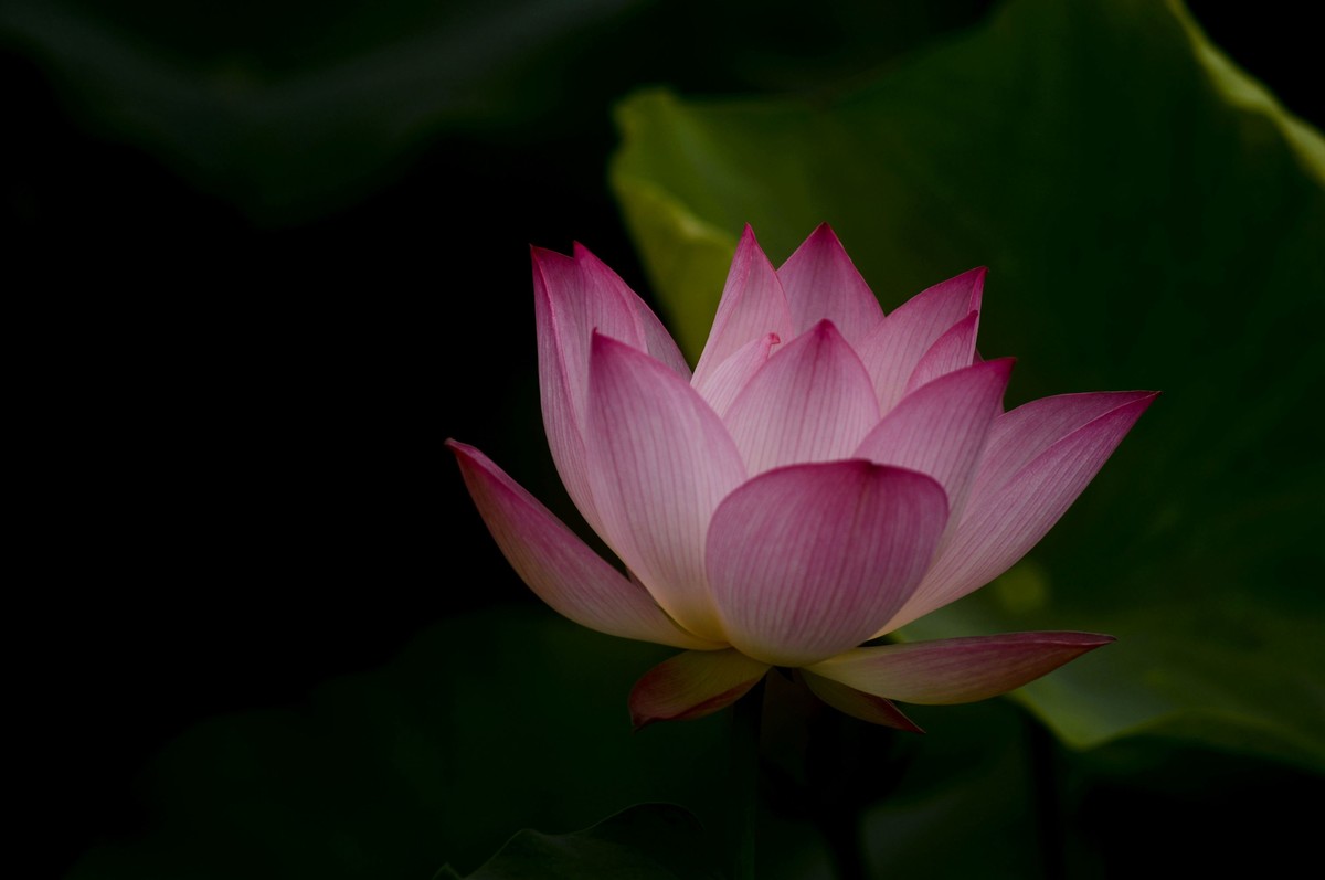 亚艺园拍荷花（二）