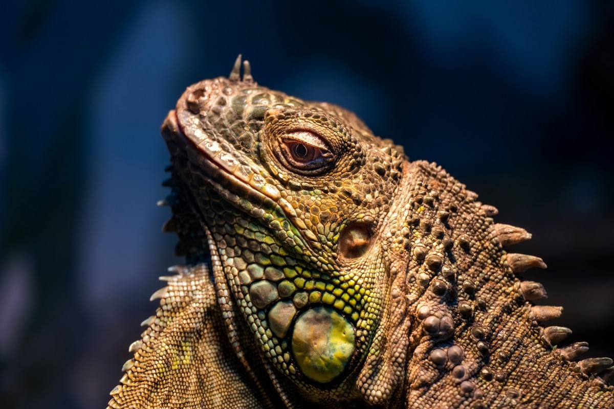 动物园试新镜头Z100-400