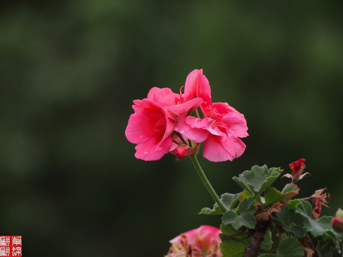 2024天竺葵（中）