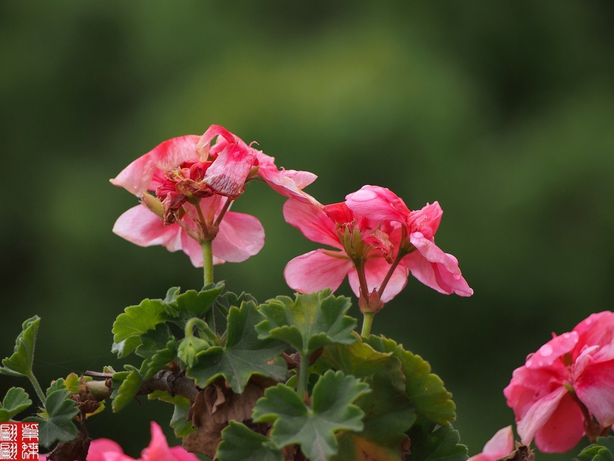 2024天竺葵（中）