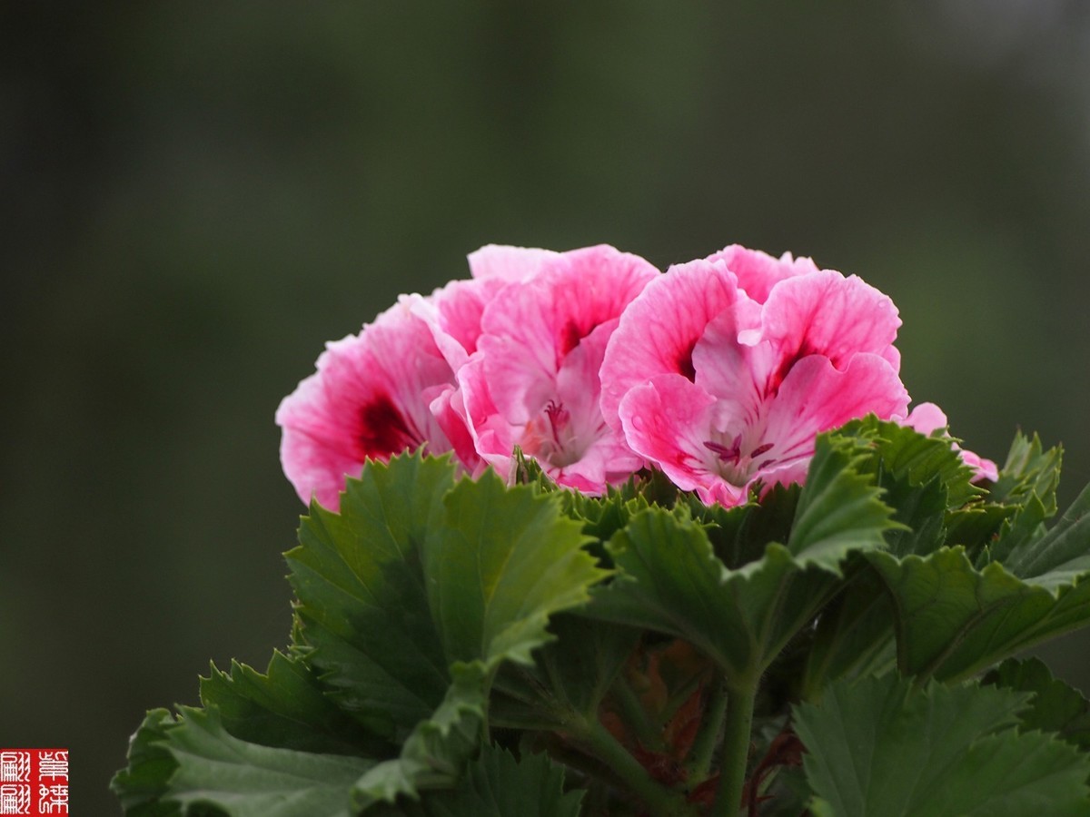 2024天竺葵（中）