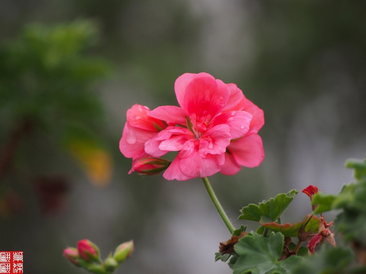 2024天竺葵（中）