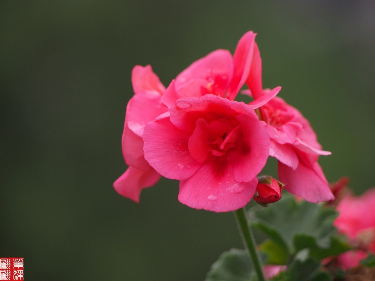 2024天竺葵（中）