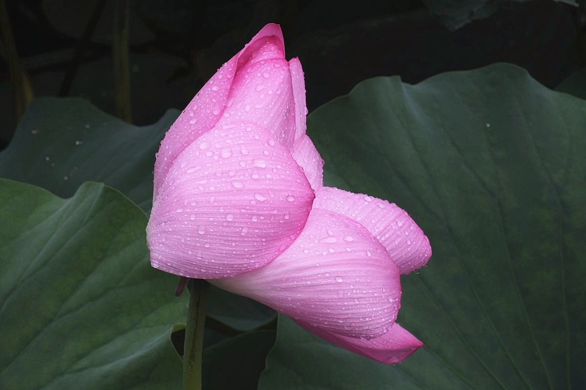 傍晚细雨中的荷塘