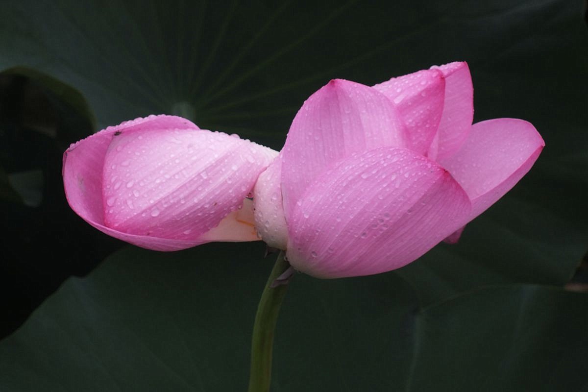 傍晚细雨中的荷塘