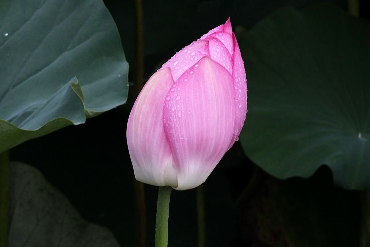 傍晚细雨中的荷塘