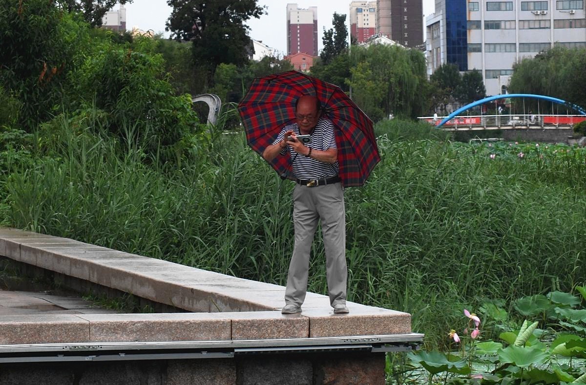 傍晚细雨中的荷塘