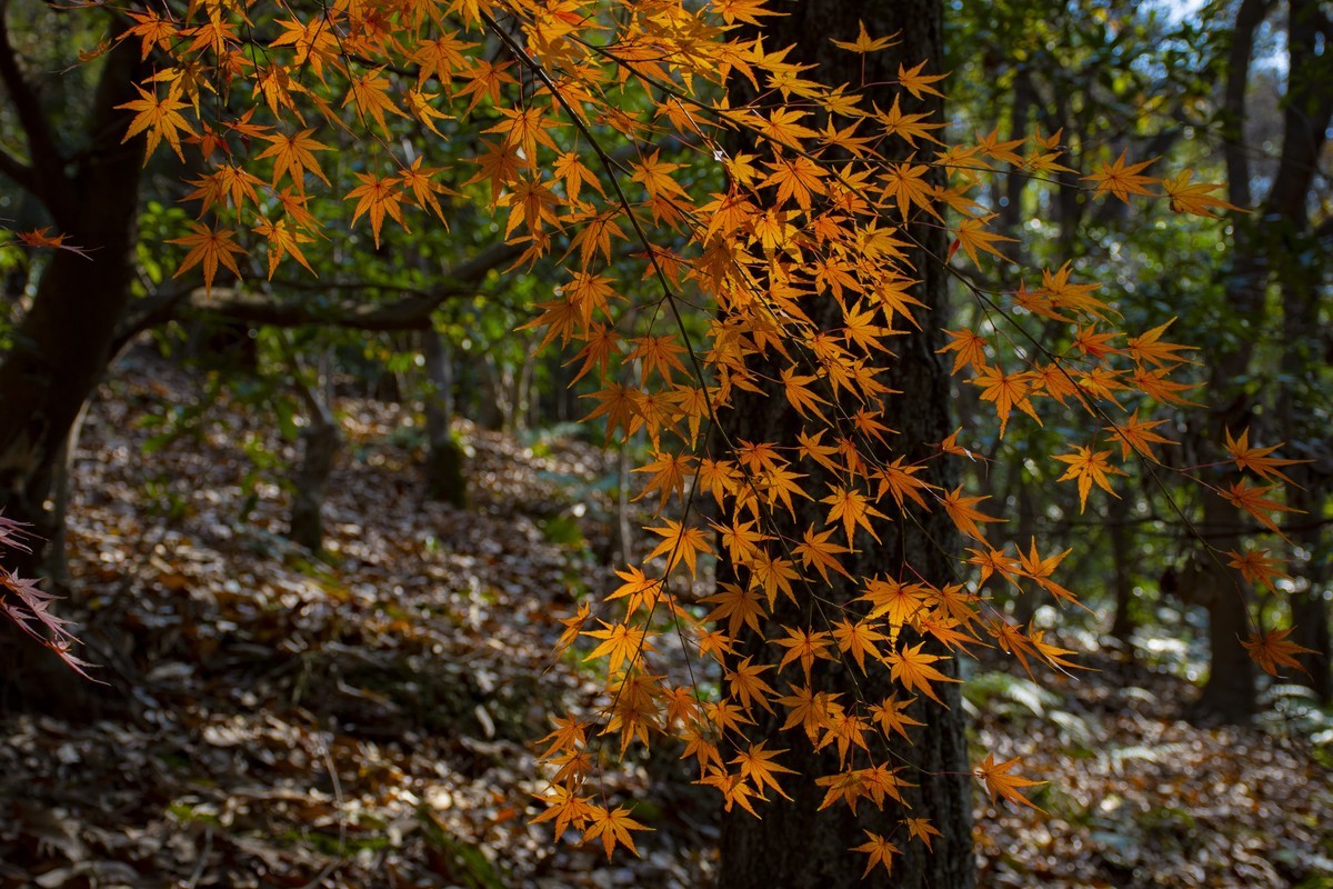 拍照狂魔之虞山秋景