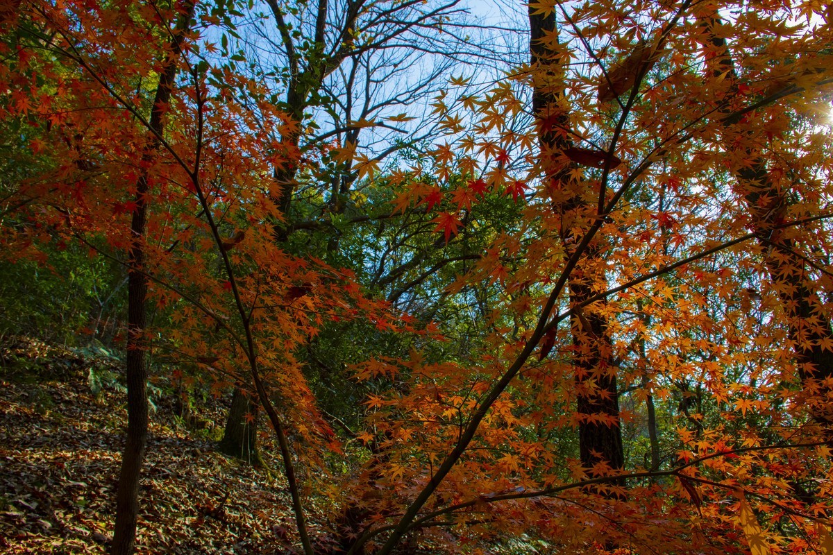 拍照狂魔之虞山秋景