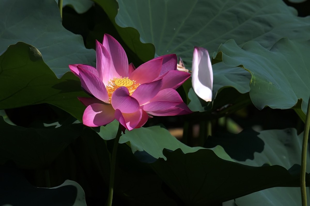 旧片_荷花18
