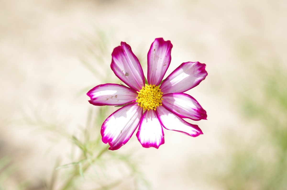 工业线扫镜头改装镜头试拍