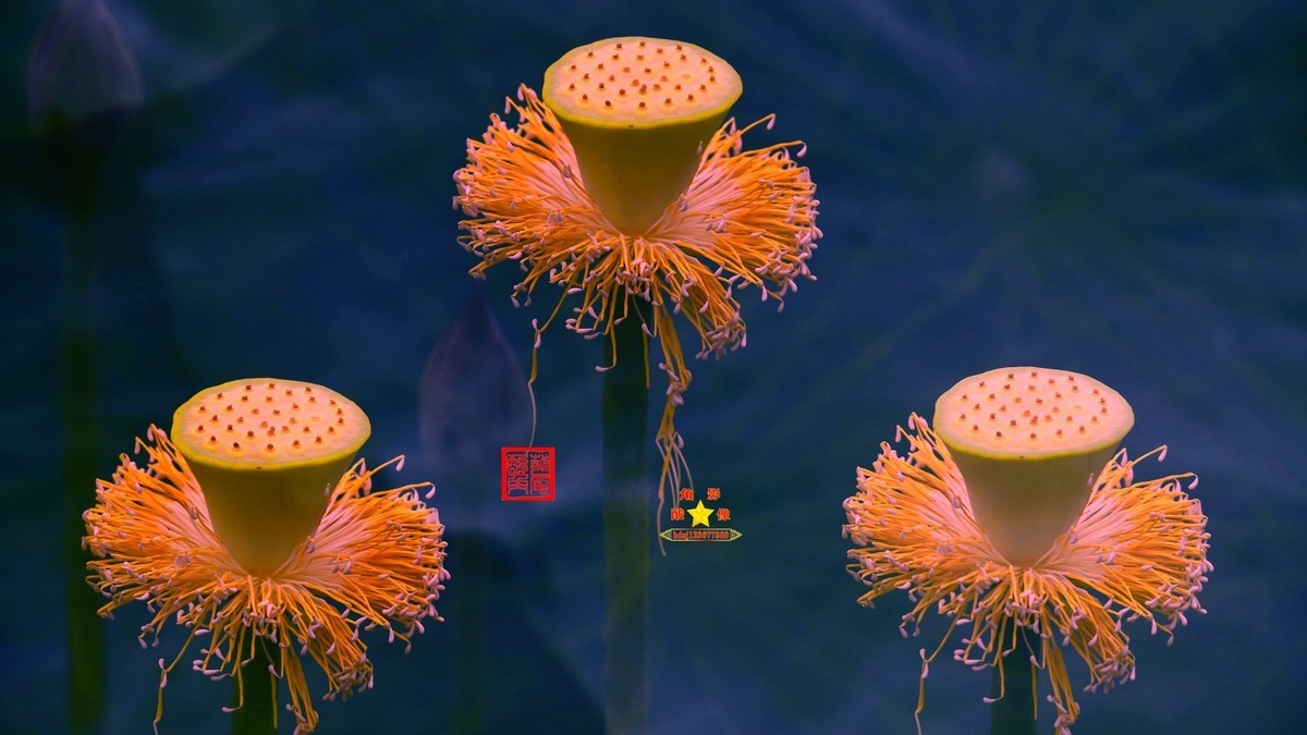 春城夏荷美《二》