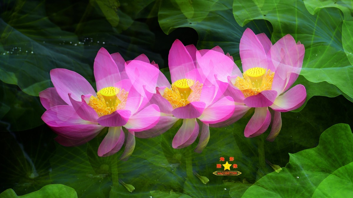 春城夏荷美《二》