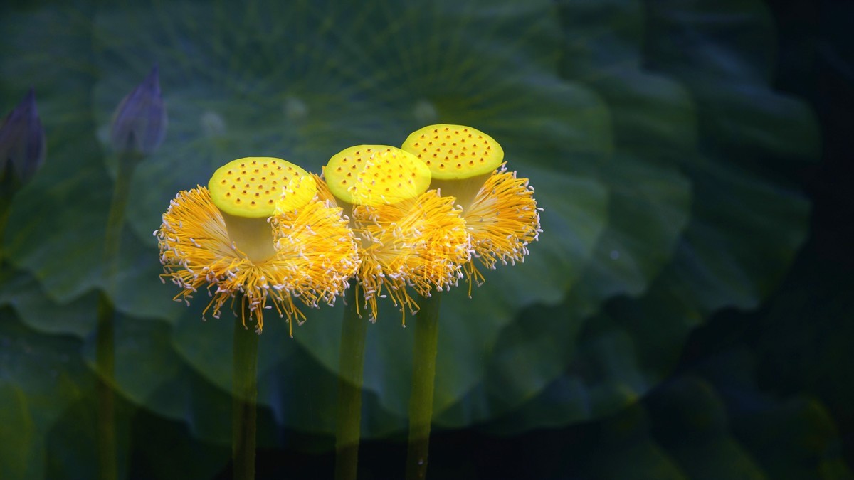 春城夏荷美《二》