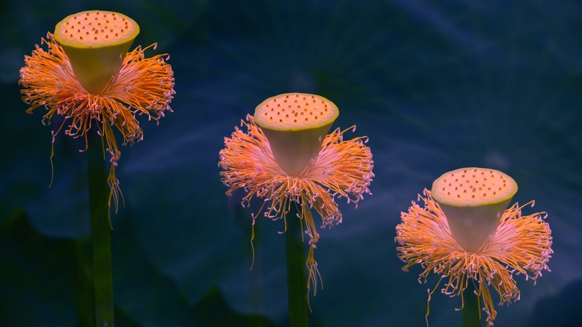 春城夏荷美《二》