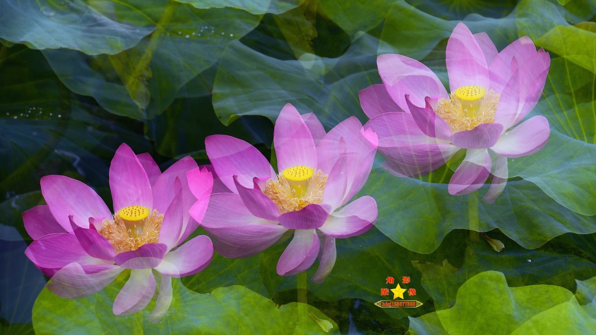 春城夏荷美《二》