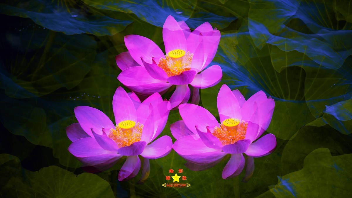 春城夏荷美《二》